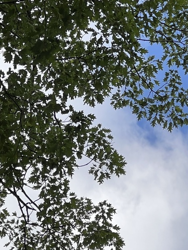 Quercus × runcinata, photograph 3