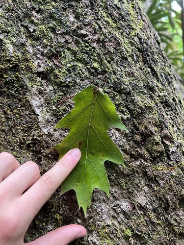 Quercus × runcinata, photograph 2