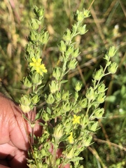 Potentilla biennis