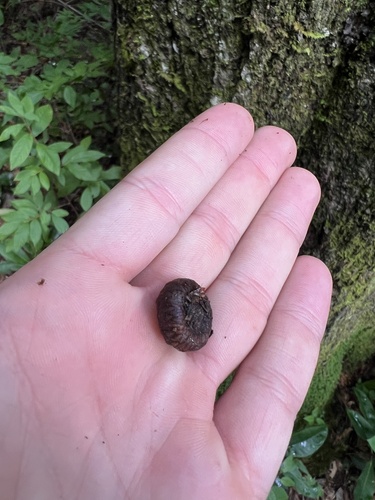 Quercus runcinata