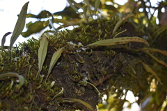 Pleopeltis polylepis