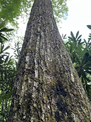 Quercus × runcinata, photograph 4