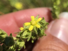 Potentilla biennis