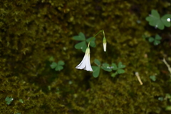 Oxalis alpina