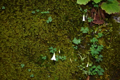 Oxalis alpina