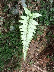 Athyrium leiopodum