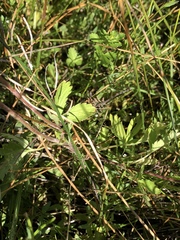 Potentilla biennis