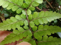 Athyrium leiopodum