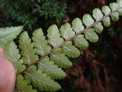 Athyrium leiopodum