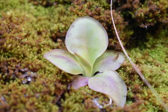 Pinguicula moranensis