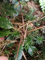Athyrium leiopodum