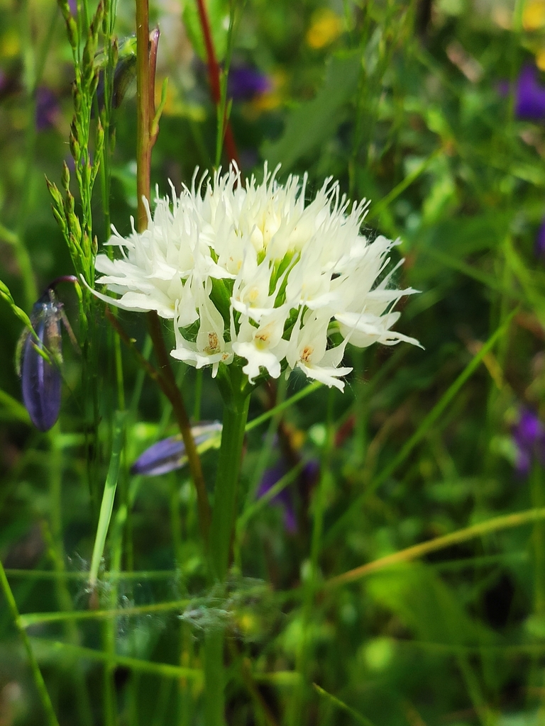 Traunsteinera sphaerica