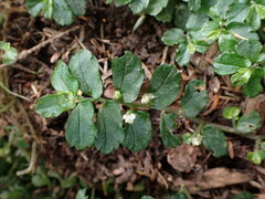 Elatostema obtusum trilobulatum