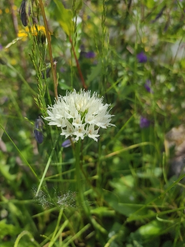 Image of Traunsteinera Sphaerica (Traunsteinera sphaerica) by (c) KAnatoliy, some rights reserved (CC BY)