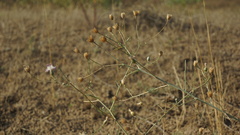 Centaurea arenaria