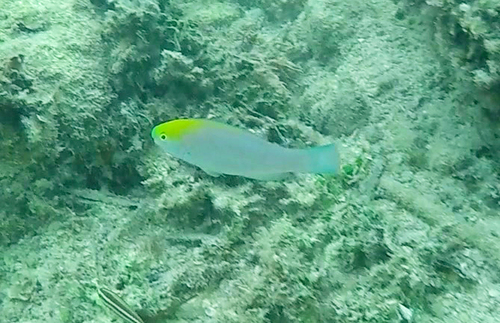 Blue Parrotfish
