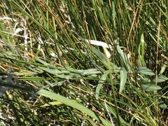 Thelypodium crispum