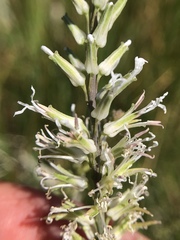 Thelypodium crispum