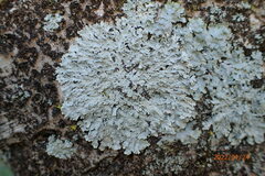 Heterodermia albicans