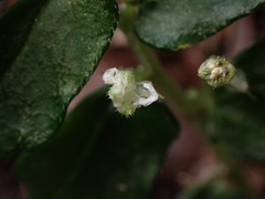 Elatostema obtusum trilobulatum