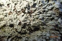 Heterodermia albicans