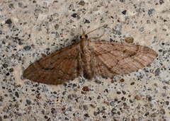 Eupithecia unicolor