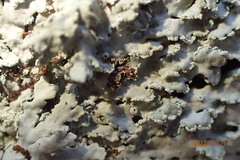 Heterodermia albicans