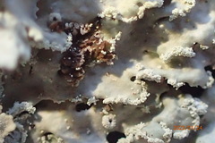 Heterodermia albicans