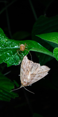 Lepidoptera