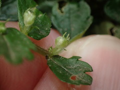 Elatostema obtusum trilobulatum