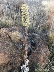 Kalanchoe thyrsiflora