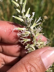 Thelypodium crispum