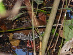 Rallina fasciata