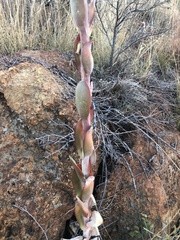 Kalanchoe thyrsiflora