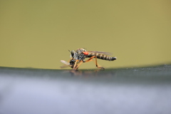 Neomochtherus pallipes