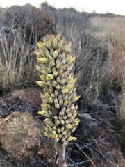 Kalanchoe thyrsiflora
