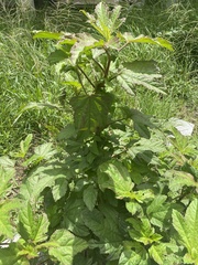 Fuertesimalva limensis