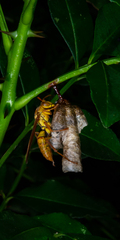 Polistes japonicus