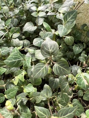 Impatiens walleriana