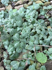 Impatiens walleriana