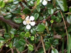 Cotoneaster morrisonensis