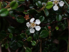 Cotoneaster morrisonensis