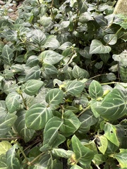 Impatiens walleriana