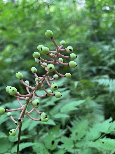 White baneberry (Actaea pachypoda)