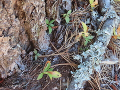 Lysimachia borealis