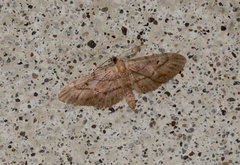 Eupithecia unicolor