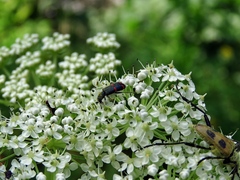 Trichodes ircutensis