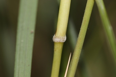 Brachypodium phoenicoides