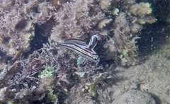Pareques acuminatus