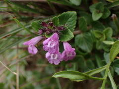 Clinopodium laxiflorum